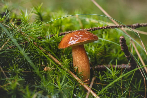 Detalj Boletus Edulis Granbarr Hösttid Månaderna September Och Oktober Som — Stockfoto