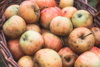İlkbahar hasadı elma bahçesinden sulu ve yenilebilir elmalar. Ağaçtaki uzak yerlerden elma toplamak için eski bir araç..
