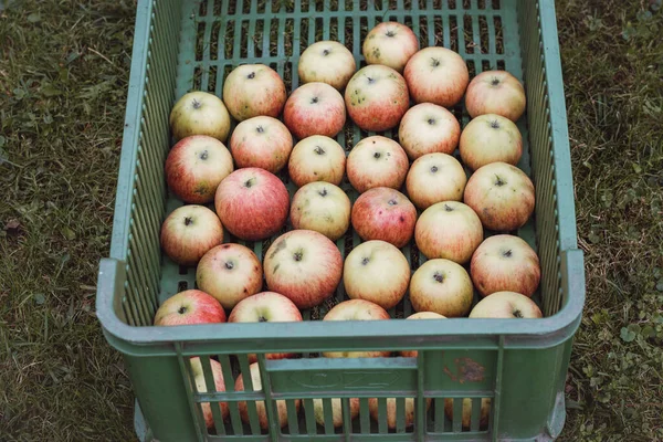 Plastová Bedna Plná Sebraných Červených Žlutých Organických Jablek Jablečného Sadu — Stock fotografie