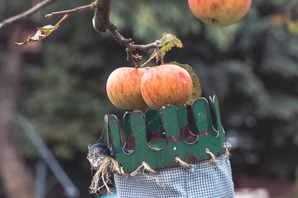 Autumn harvest of juicy and edible apples from a country apple orchard. An ancient tool for picking apples from remote places on the tree.