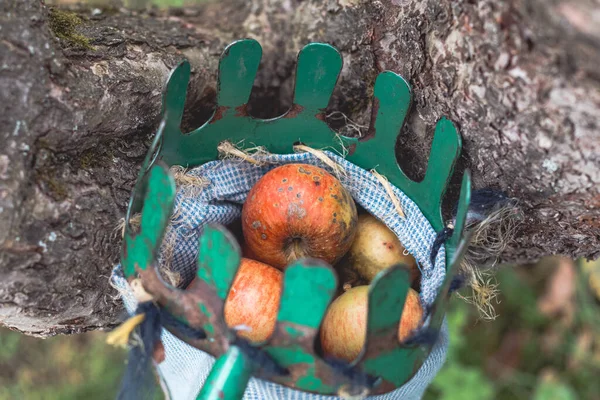 Autumn harvest of juicy and edible apples from a country apple orchard. An ancient tool for picking apples from remote places on the tree.