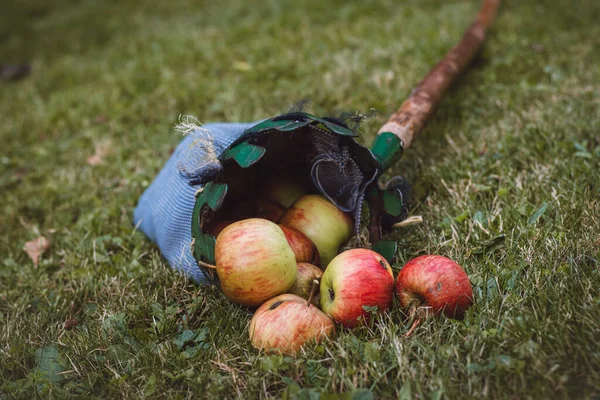 Autumn harvest of juicy and edible apples from a country apple orchard. An ancient tool for picking apples from remote places on the tree.