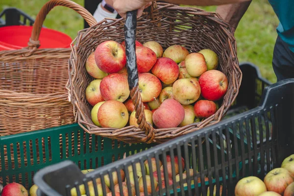 From a wicker basket to a plastic crate full of picked red and yellow organic apples from a home apple orchard. A juicy kind of fruit. Autumn harvested.