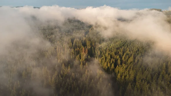上から手付かずの自然を眺めます 朝の霧と日の出の下で混合林 新鮮な酸素を作るのに十分な水分を持つ世界の肺 — ストック写真