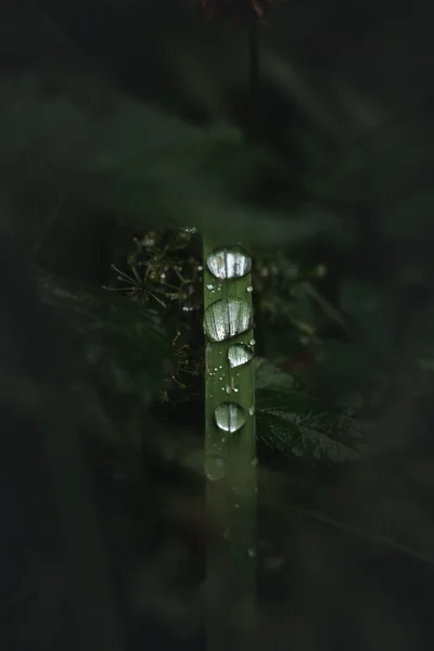 Stukje Natuurlijke Adem Een Klein Grassprietje Heldere Druppels Zuiver Water — Stockfoto