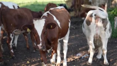 multi-colored cows in the rays of the sun. a herd of happy cows. colorful milk cows in the pasture. herd of amazing cows on a green field. livestock farm. Cowshed. grazing, udder. Milks farm