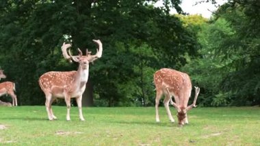 deer fawn and doe grazing on grass. High quality FullHD footage A large spotted deer buck grazing at the edge of the jungle. Herd of deer in nature. Wildlife, a herd of deer is feeding in the meadow.