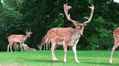 deer fawn and doe grazing on grass. High quality FullHD footage A large spotted deer buck grazing at the edge of the jungle. Herd of deer in nature. Wildlife, a herd of deer is feeding in the meadow.