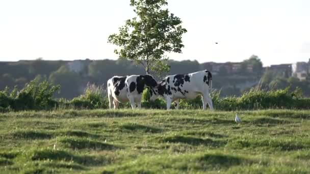 Multi Colored Cows Rays Sun Herd Happy Cows Colorful Milk — Stockvideo