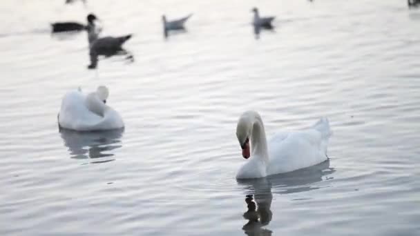 Beautiful Swans Swimming High Quality Fullhd Footage Swan Lake White — Vídeo de stock