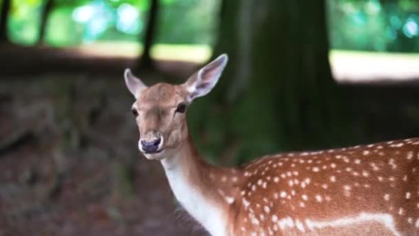 Deer Fawn Doe Grazing Grass High Quality Fullhd Footage Large — Video