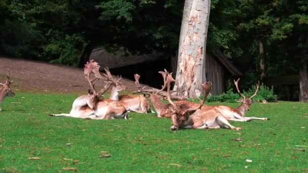 Deer Fawn Doe Grazing Grass High Quality Fullhd Footage Large — Stockvideo