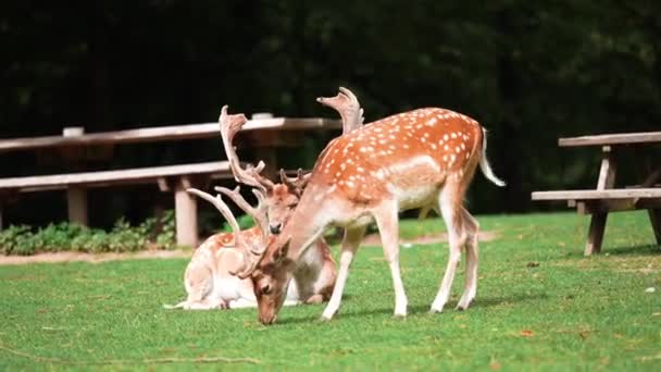 Deer Fawn Doe Grazing Grass High Quality Fullhd Footage Large — 비디오