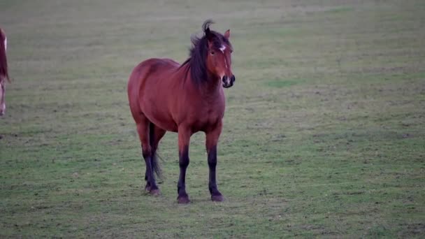 茶色の馬は農場で草を食べる 4K映像 美しい馬の群れに近いビュー カメラを見て馬 夏に馬の放牧 緑のフィールドに茶色の馬の放牧 — ストック動画