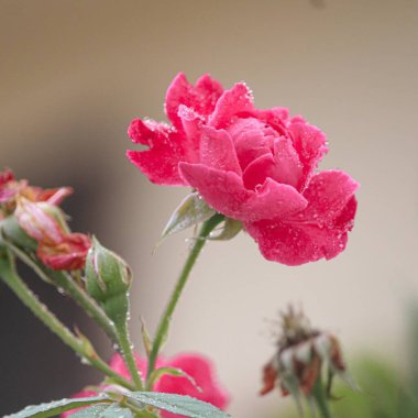 Güzel kırmızı gül çiçeği