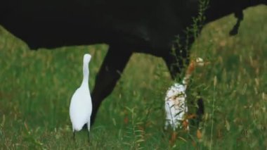 A cow and cattle egert on the green field