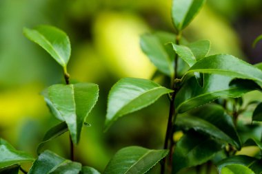 Camelia ağacı yaprakları dışarıda yetişiyor..