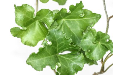 Hedera helix cristata sarmaşık bitkisi beyaz arkaplanda yapraklar bırakır