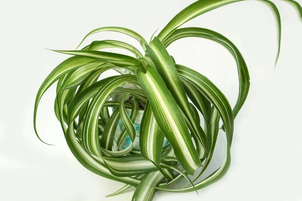 Chlorophytum comosum, spider house plant evergreen perennial flowering plant — Stock Photo, Image