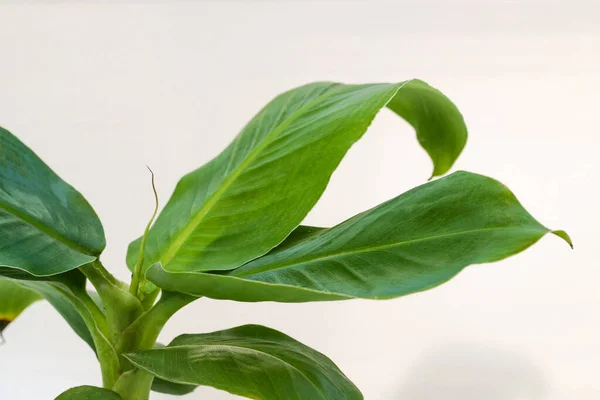 Musa gröna blad banan den tropiska växten — Stockfoto