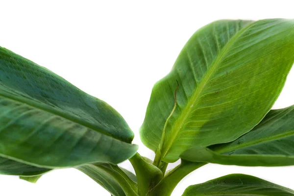 Musa gröna blad tropisk växt — Stockfoto