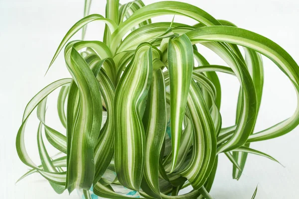 Chlorophytum comosum, Spinnenhauspflanze immergrüne mehrjährige Blütenpflanze — Stockfoto