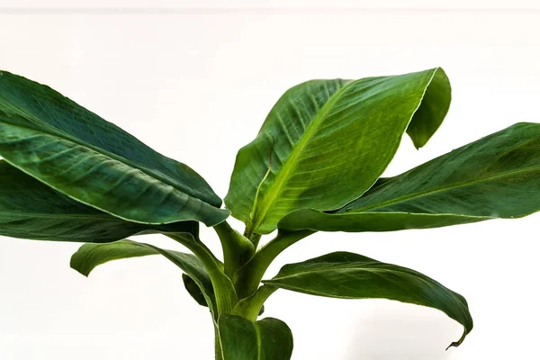 Musa gröna blad tropisk växt — Stockfoto