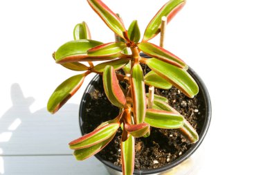 Peperomia graveolens yakut parlak sulu bitki türü beyaz arka planda. ev bitkisi koleksiyonu