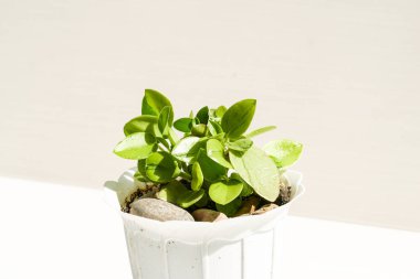 Peperomia orba perisi sulu limon çeşnili bir bitki. ev bitkisi koleksiyonu