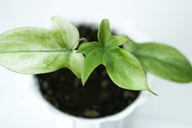 Beyaz arka planda filodendron florida alba güzellik. ev bitkisi koleksiyonu