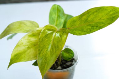 Philodendron, Bayan Medusa 'nın bitki koleksiyonunu beyaz arka planda boyadı.