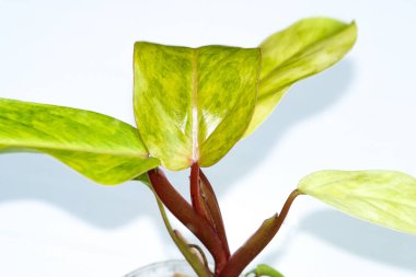Philodendron, Bayan Medusa 'nın bitki koleksiyonunu beyaz arka planda boyadı.