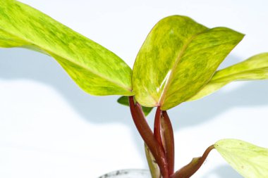 Philodendron, Bayan Medusa 'nın bitki koleksiyonunu beyaz arka planda boyadı. Nadir bulunan bir bitki.