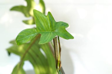 Philodendron Squamiferum ev bitkisi koleksiyonu beyaz arka planda. Yepyeni bir yaprak. ev bitkisi koleksiyonu