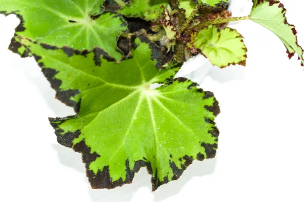 Begonia Jive Haus Pflanzen Ein Blatt Wurzelbegonie Tropische Pflanze — Stockfoto