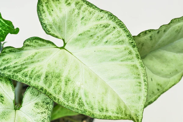 Natural Pattern Leaf Syngonium White Butterfly Arrowhead Vine Plant — Stockfoto