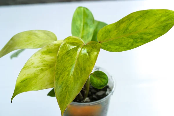 Filodendron Geschilderd Dame Medusa Huis Plant Collectie Een Witte Achtergrond — Stockfoto