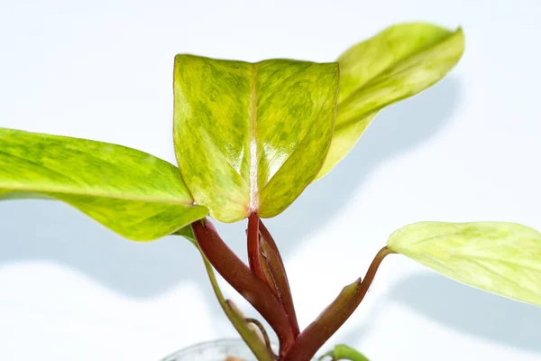 Philodendron Painted Lady Medusa House คอลเลกช ชบนพ นหล ขาว — ภาพถ่ายสต็อก