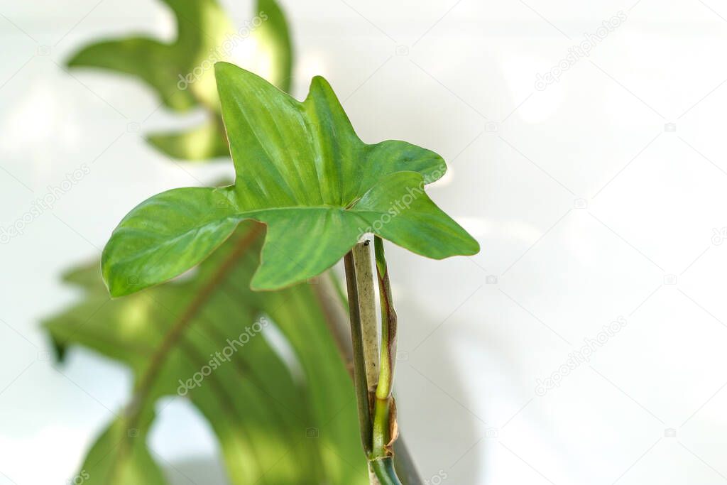 Philodendron Squamiferum house plant collection on a white background. Brand new young leaf. houseplant collection