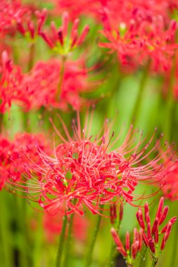 Shinjuku Gyoen on raining day