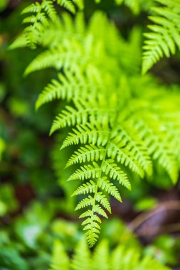 Shinjuku Gyoen on raining day