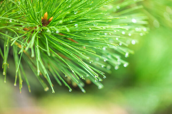 Shinjuku Gyoen on raining day