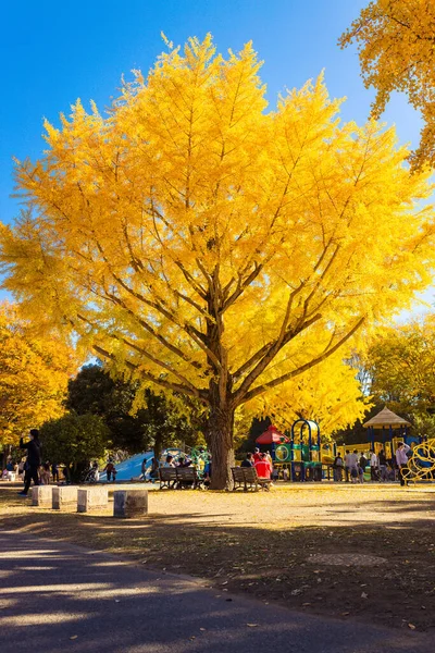 Golden Ginkgo Tree Allo Showa Memorial Park Tachikawa Tokyo Giappone — Foto Stock