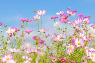 Sonbaharda Arakawa Kozmos Alanı