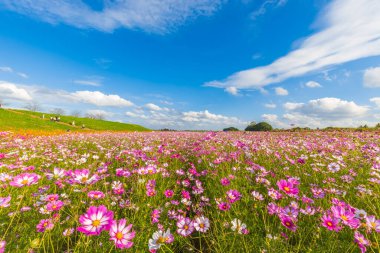 Sonbaharda Arakawa Kozmos Alanı