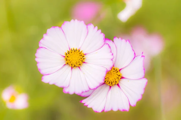 Campo Cosmos Arakawa Outono — Fotografia de Stock