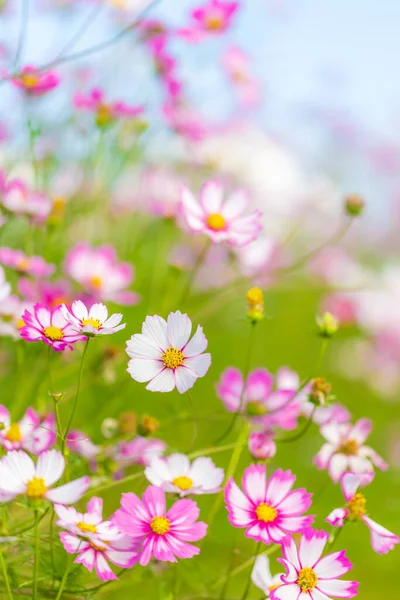 Campo Cosmos Arakawa Otoño — Foto de Stock