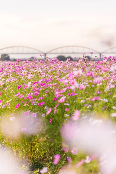 Arakawa Kosmos Feld Herbst — Stockfoto