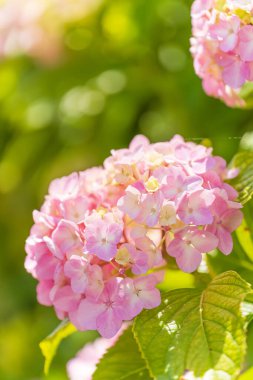 Kyunakagawamizube Parkı 'ndaki ortanca çiçeği.