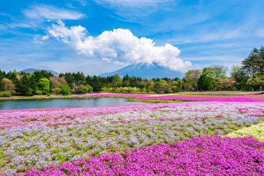 Fuji Shibazakura Festivali 2022